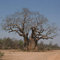 seedsown - Baobab-Baum (Adansonia Digitata) Samen