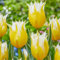 (YGHESFDE) Tulpen zwiebeln mix - Tulpen zwiebeln kaufen - Dekorative Gartenpflanze, einfach zu züchten, blüht im Frühling-15zwiebeln-B