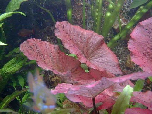 35 Wasserpflanzen + Tigerlotus + 3000 Dünger + Futter, Aquariumpflanzen