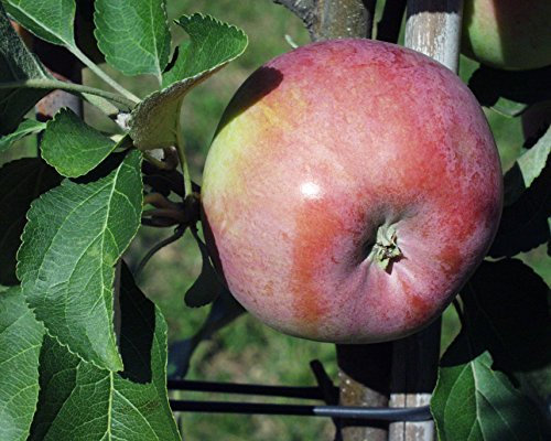 Apfel Carola Busch im 7,5 l Topf, 60 cm Stammhöhe