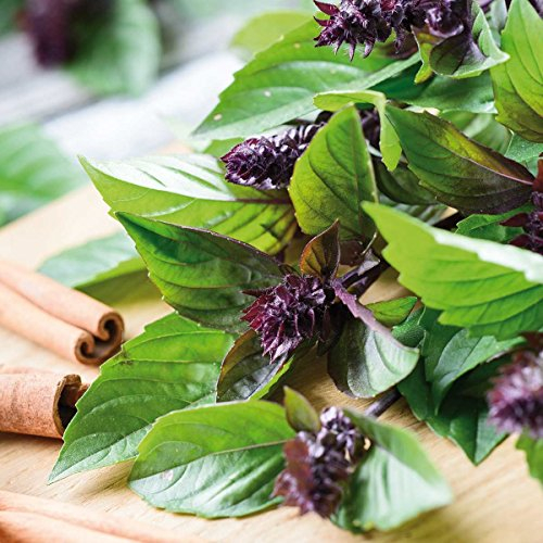 Sperli Gemüsesamen Thaibasilikum Siam Queen, grün