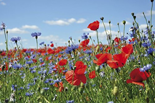 1art1 Blumen Wildblumen-Wiese Mit Mohn- Und Kornblumen Selbstklebende Fototapete Poster-Tapete 180x120 cm