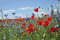 1art1 Blumen Wildblumen-Wiese Mit Mohn- Und Kornblumen Selbstklebende Fototapete Poster-Tapete 180x120 cm