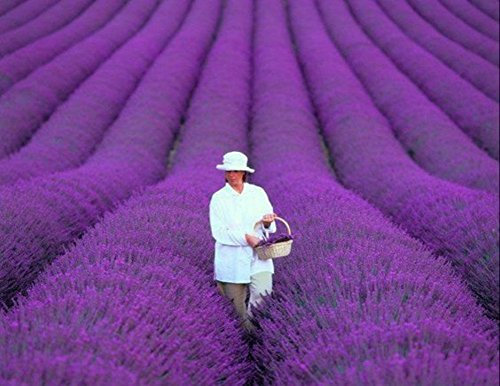 Románticas 200 Provenza Francesa lavanda semillas muy fragante