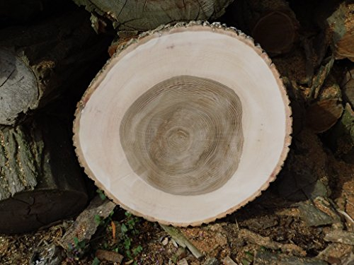 KJR Holzmanufaktur Baumscheibe, Holzscheibe, ca. 60 x 5 cm, basteln, Holz, Tisch, Esstisch, geschliffen, Esche