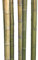 Cannes moso brut nature à jaune marron comparatifs. env. 6 à 7 cm, longueur : env. 180 cm