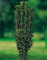 Japanischer Säulen-Ilex -Ilex crenata Fastigiata- Stechpalme dunkel-grün pflegeleicht winterhart Buchsbaum-Alternative - Christdorn in Top Qualität von Garten Schlüter (Containerware 40-50 cm)