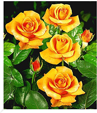 BALDUR Garten Duftend Edelrosen 'Maja Oetker®', 1 Pflanze, winterhart, mehrjährig, blühend, Schnittblume, Schnittrose, Rosa Hybride, Edelrose, Strauchrose