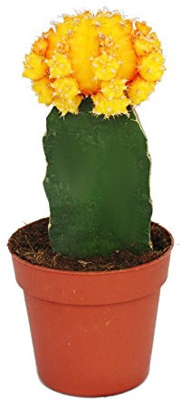 Exotenherz Gymnocalycium mihanovichii - Erdbeerkaktus - orange - 8,5cm Topf