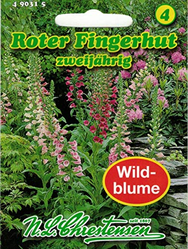 Roter Fingerhut, rot, mehrjährig (Digitalis purpurea) Staude Wildblumen