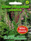 Roter Fingerhut, rot, mehrjährig (Digitalis purpurea) Staude Wildblumen