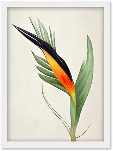 Wee Blue Coo Tropical Bird of Paradise Flower Gold Black Illustration Artwork Framed Wall Art Print A4