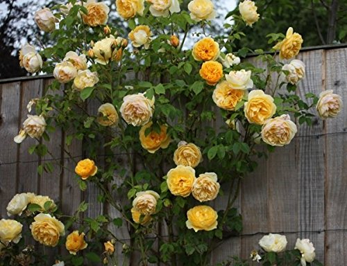 Müller Münchehof GmbH Strauchrose in div. Farbnuancen Farbe Rot