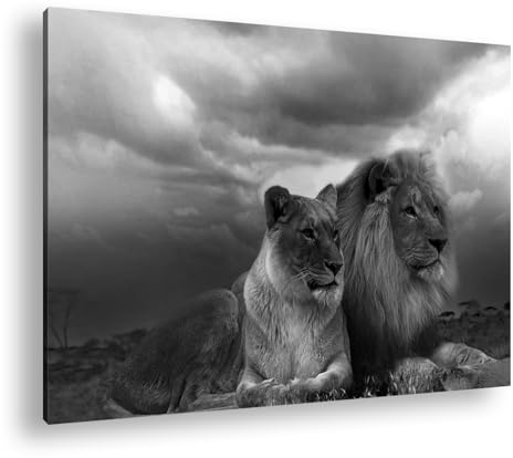 deyoli Löwen in Afrika Effekt: Schwarz/Weiß im Format: 120x80 als Leinwandbild, Motiv fertig gerahmt auf Echtholzrahmen, Hochwertiger Digitaldruck mit Rahmen
