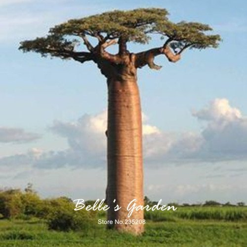Baobab-Samen, Adansonia Digitata, 2 Stück, für den Garten, Bonsai-Pflanzen