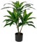 Hollyone 3FT Artificial Dracaena Fragrans Tall Artificial plants, Replica Faux Fake Plant with Durable Trunks and Lifelike Leaves, for Home Living Room Indoors Decor (90cm)