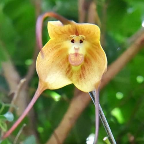 100 Stück frische Affengesicht-Orchideen-Blumensamen, Orange