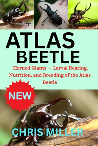 ATLAS BEETLE: Horned Giants — Larval Rearing, Nutrition, and Breeding of the Atlas Beetle