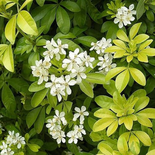 Oranger du Mexique – Choisya ternata 40-50 cm pot | Arbuste persistant, floraison blanche parfumée, parfait haie fleurie & jardin méditerranéen