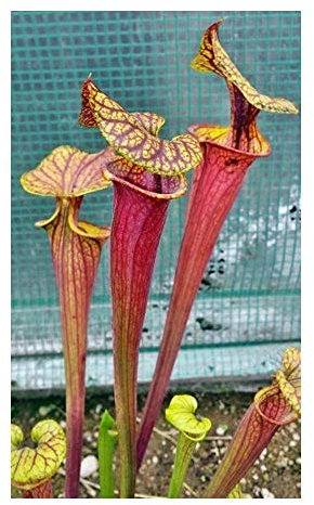 Sarracenia flava var. rubricorpora Claret MK25C - Kannenpflanze - 5 Samen