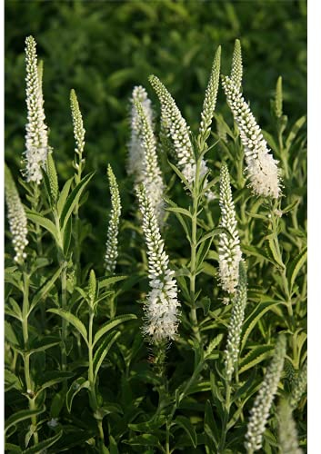 Veronica spicata 'Alba' - Scheinähriger Garten-Ehrenpreis - 9cm Topf