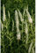 Veronica spicata 'Alba' - Scheinähriger Garten-Ehrenpreis - 9cm Topf