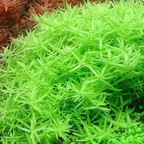 K2AQUA Rotala Green Live Aquarium Plant Freshwater Aquascaping Fast Growing Stem Plant for Freshwater Tropical Tanks