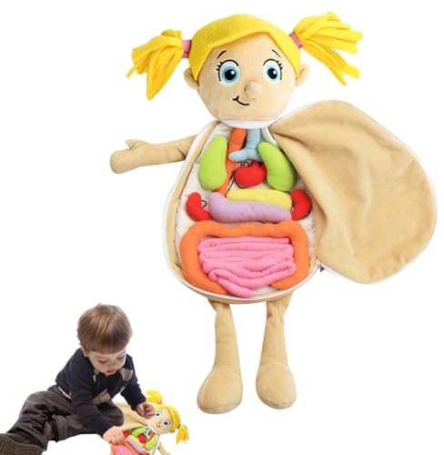 Anatomie-Puppe für Kinder - 19,2 x 13 Zoll menschliche Anatomie Kuscheltier für Kinder | Abnehmbare innere Lernpuppe | Pädagogisches Körperorgane Modell Weich Kognitiv | Lehrspielzeug