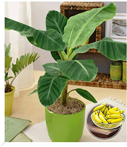 BALDUR Garten Musa Banana Tropicana, 1 Pflanze, Zimmerbanane Zimmerpflanze Zimmerpflanze, Grünpflanze, mehrjährig - frostfrei halten, Bananen-Früchte essbar, Musa oriental warf