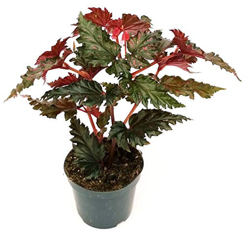 POWERS TO FLOWERS - BEGONIA REX WINGS SERRATIPETALA WING, pianta vera