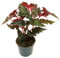 POWERS TO FLOWERS - BEGONIA REX WINGS SERRATIPETALA WING, pianta vera