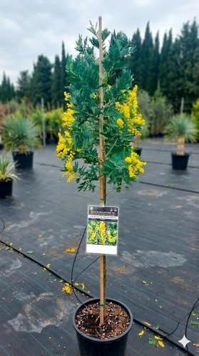 Acacia baileyana 15L – Mimosa de Hojas Verdes – Árbol Ornamental de Floración Amarilla - Variedad autorizada
