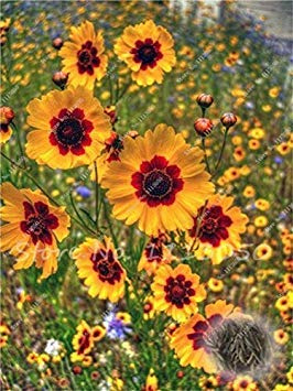100 Pcs/Bag Cosmos Perennial Flower Planted for Home Garden Very Easy Grow Indoor Pot Planter for: 6