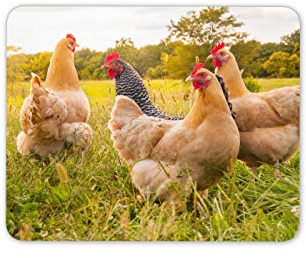 Wild Chickens Animal Farm Mouse Mat Pad - Nature Outdoor Computer #16908