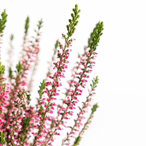 Calluna vulgaris Natural el Arbusto de Exterior Perfecto para tu Jardín