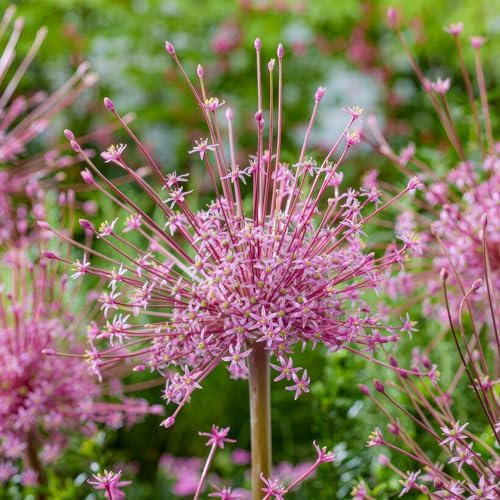 Allium Zwiebeln Winterhart Mehrjährig - Schubertii - 5 Blumenzwiebeln | Allium Giganteum Zwiebeln, Duftende Pflanzen aus Holland für Garten, Topf (große Knollen, kein Samen, nicht künstlich)
