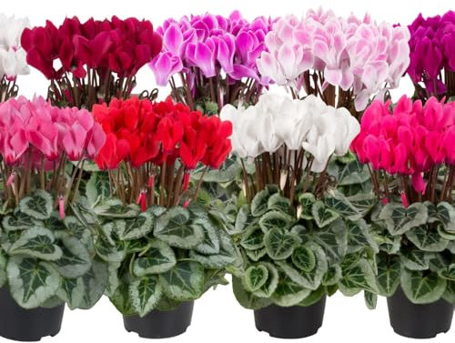 Cyclamen 'Super-Serie Picasso Garden Mix'. Plug Plant x 4. Winter Bedding Flowers. Available from Bedwen Plants