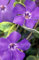 40 duftende Orchideen, immergrüne Sementi di Fiori/Annuale/Vinca/Cervi