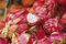 1art1 Frutas Dragon Fruit Fotomural Autoadhesivo 180x120 cm