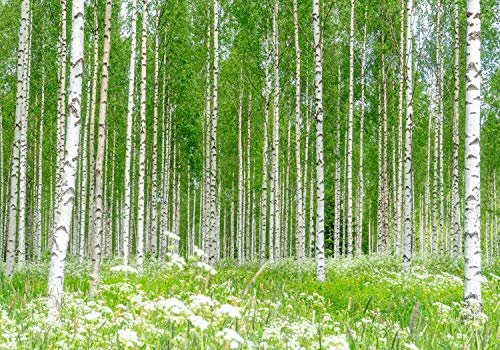 wandmotiv24 Fototapete Birkenwald Blumen Wiese, XXL 400 x 280 cm - 8 Teile, Wanddeko, Wandbild, Wandtapete, Gras Wald Birken Bäume M5840