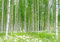 wandmotiv24 Fototapete Birkenwald Blumen Wiese, XXL 400 x 280 cm - 8 Teile, Wanddeko, Wandbild, Wandtapete, Gras Wald Birken Bäume M5840