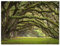 BilderKing Wandbild Baumallee Alte Eichen - 100cm x 75cm Poster matt