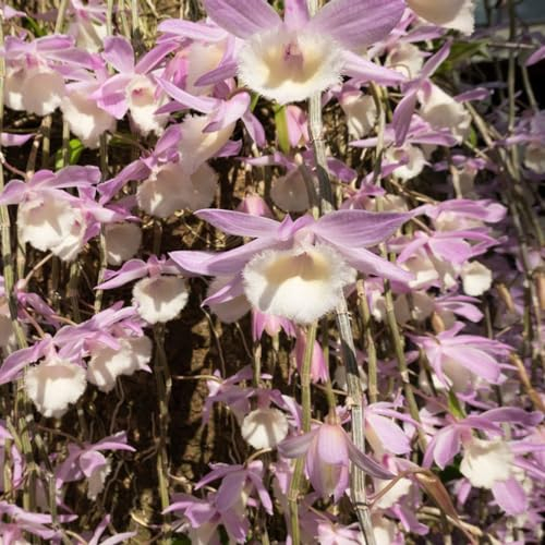 25 pcs Dendrobium nobile orchidee samen - bonsai topf praktische geschenke wiesenblumen samen blumensamen orchideen, pflanzensamen winterfeste pflanzen für garten pflanztopf blumen