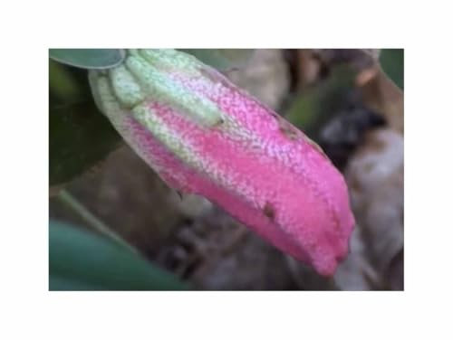 Stk - 20x Epiphyllum phyllanthus Kaktus essbare Früchte Garten Pflanzen - Samen B1421 - Seeds & Plants Shop by Ipsa