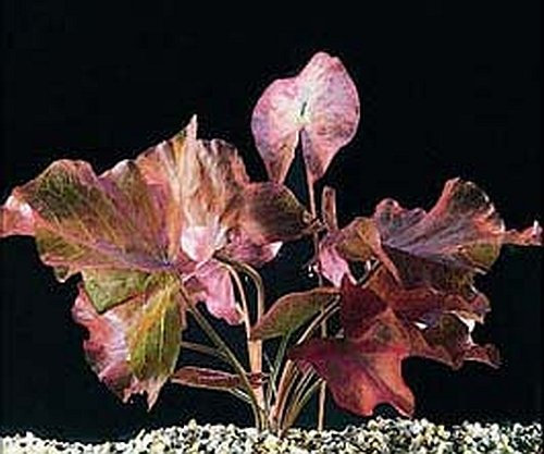 Biotope Aquatics Ltd 2 x live aquarium bulb - RED TIGER LOTUS - plant tropical fish tank hide for betta