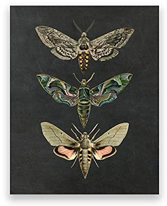 Leinwand Malerei Motte Natur Insekten Drucke Vintage Poster Home Wall Decor Tier Pädagogisches Bild Kinderzimmer Kunst Dekor 30x50cm (12x20in) Rahmenlos