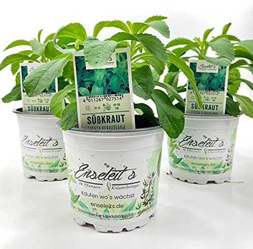 Stevia - Süßkraut - Stevia Rebaudiana 3 Pflanzen