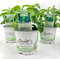 Stevia - Süßkraut - Stevia Rebaudiana 3 Pflanzen