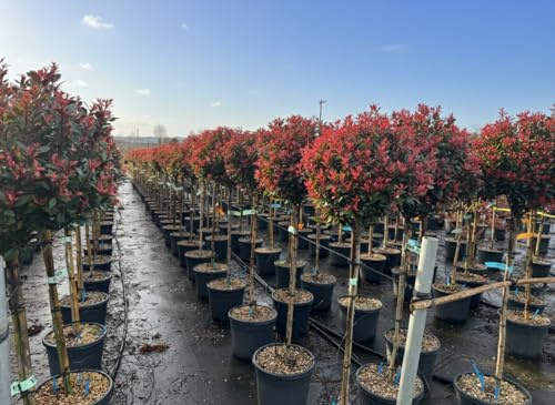 Glanzmispel - Photinia Fraseri Chico auf Stamm – 150 cm – 20L – Winterhart
