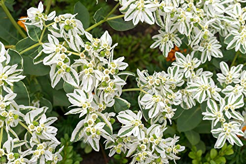 Wolfsmilch, Bergschnee,Schnee-auf-dem-Berg, (Euphorbia marginata) “Summer Icicle”20 Samen
